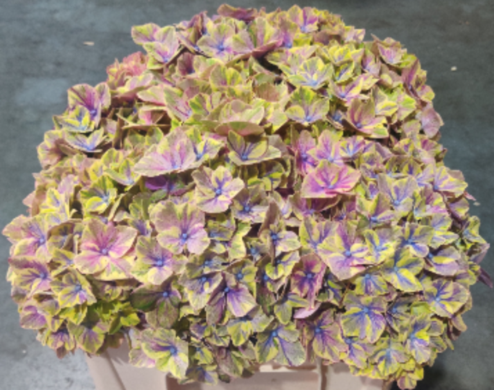 DMC 紫陽花 Onatsu SP STEEL hydrangea Japanese Flower of the Rainy Season: Discover Hydrangea