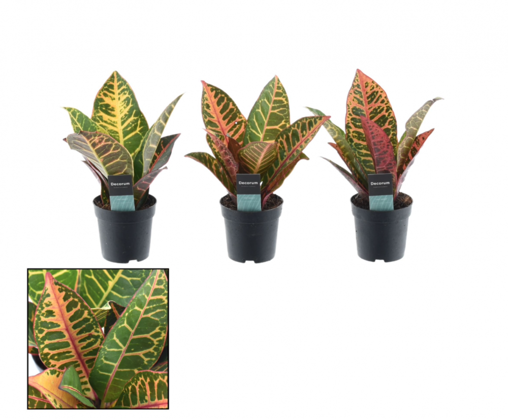 Plants Croton Petra kopstek7 20 A1 Decorum NL купить оптом на M-Flowers