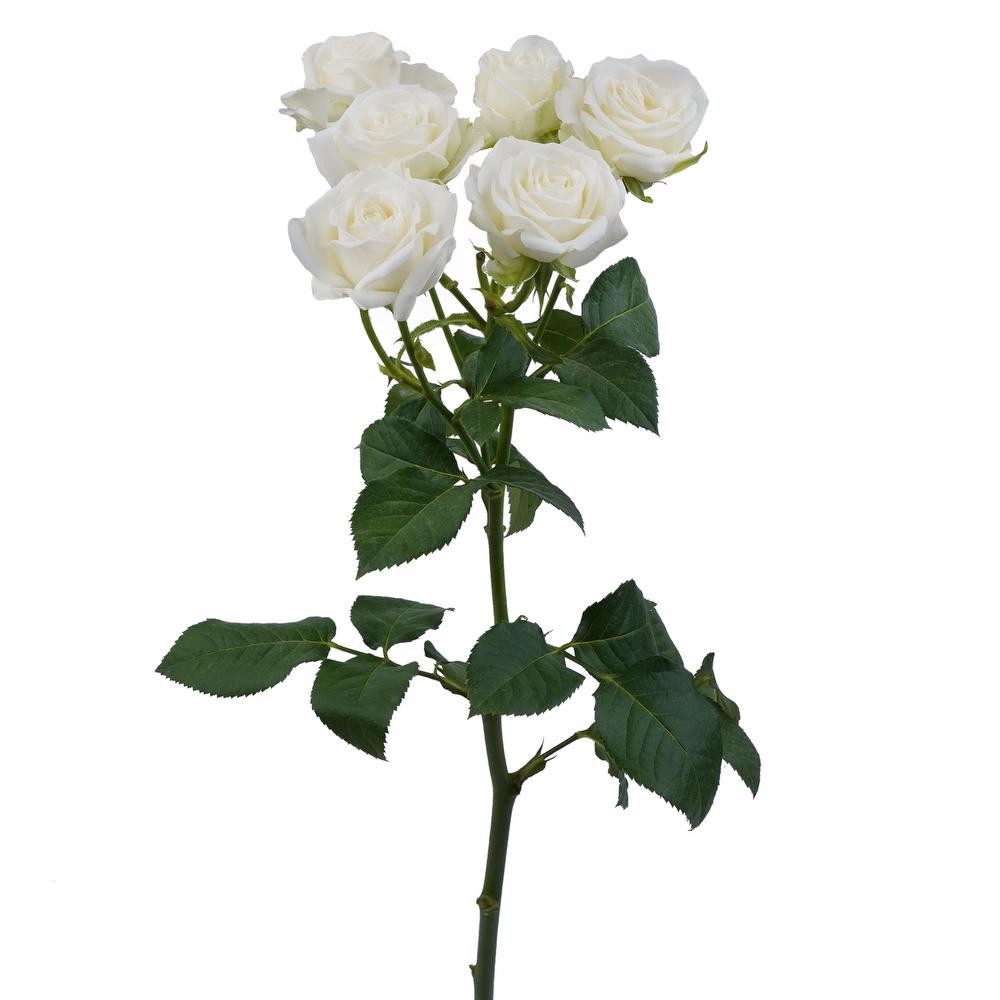 Spray roses SWEET DREAMS 60 A1 Pierroses EC buy wholesale on M-Flowers