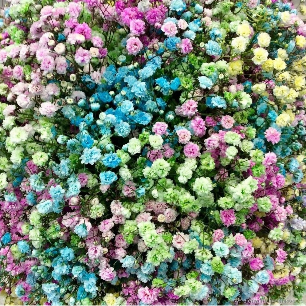 Gypsophila Pastel Mix 70 A1 QUALIFERUS RU comprar al por mayor en M-Flowers