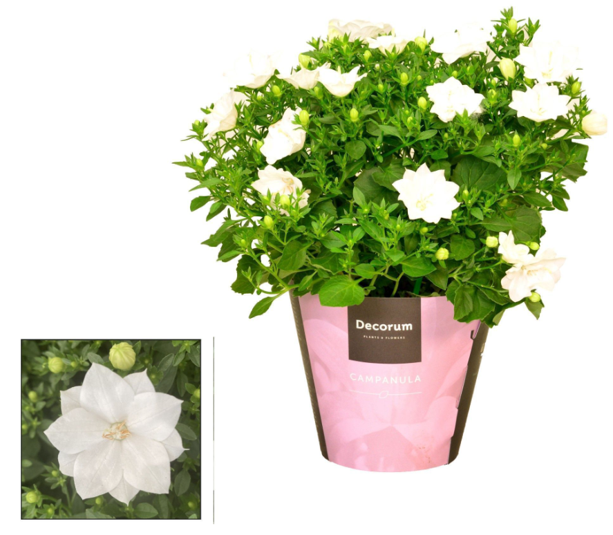 Plants Campanula iso. Dublin White Decorum 20 A1 Decorum NL купить оптом на M-Flowers