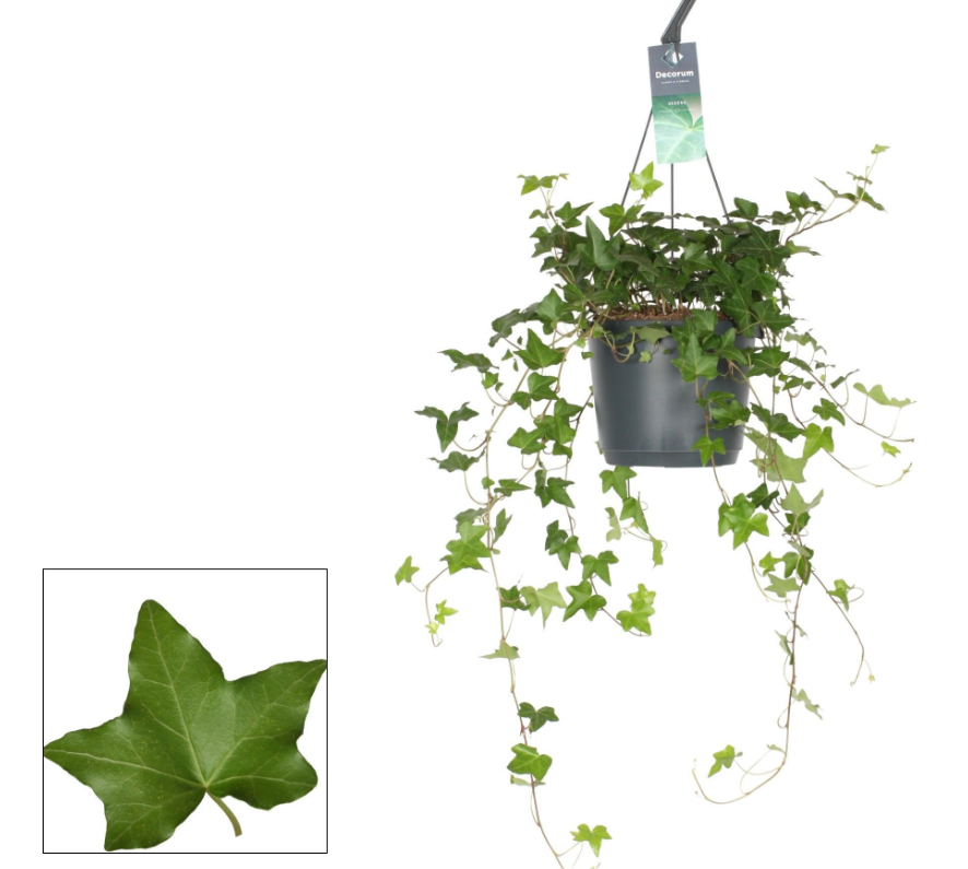 Plants Hedera Helix Pittsburgh 30 A1 Decorum NL buy wholesale on M-Flowers