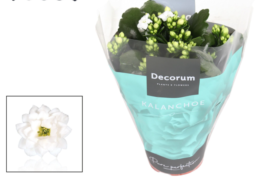 Plants Kalanchoe Decorum White 23 A1 Decorum NL купить оптом на M-Flowers