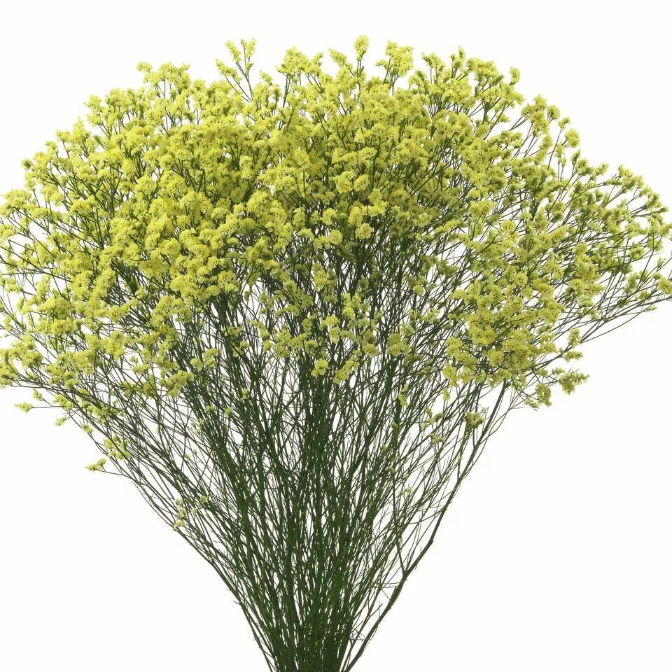 Limonium Yellow yellow 70 A1 QUALIFERUS Russia comprar al por mayor en M-Flowers