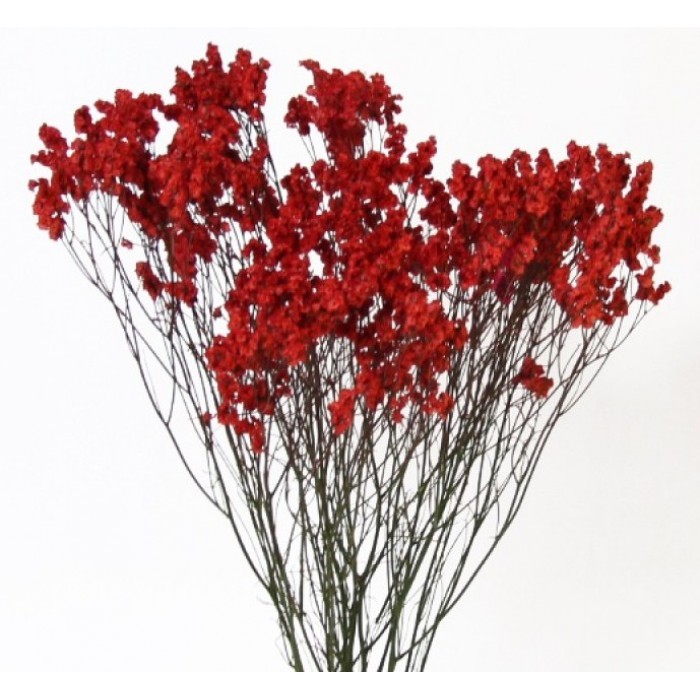 Limonium Red red 70 A1 QUALIFERUS Russia buy wholesale on M-Flowers