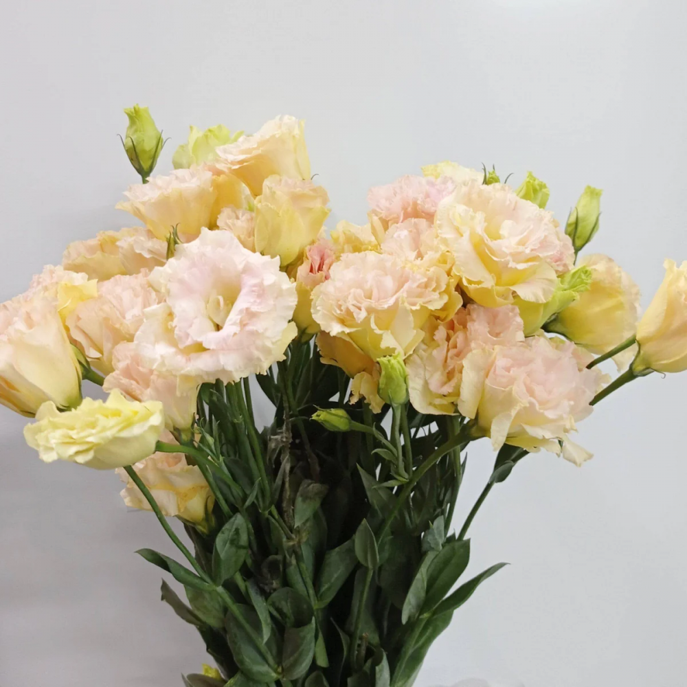 Eustoma Champagne 70 A1 QUALIFERUS RU comprar al por mayor en M-Flowers