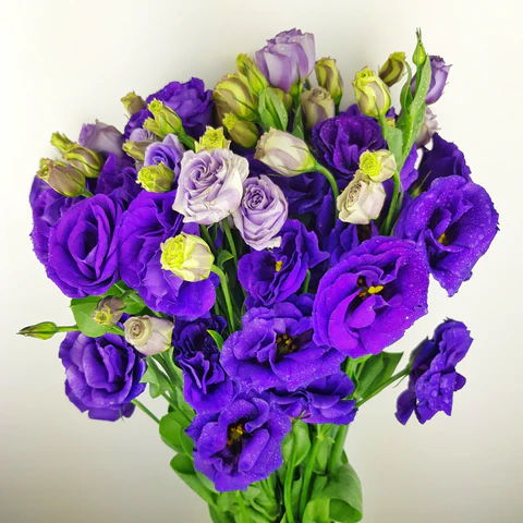 Eustoma Violet 70 A1 QUALIFERUS RU comprar al por mayor en M-Flowers