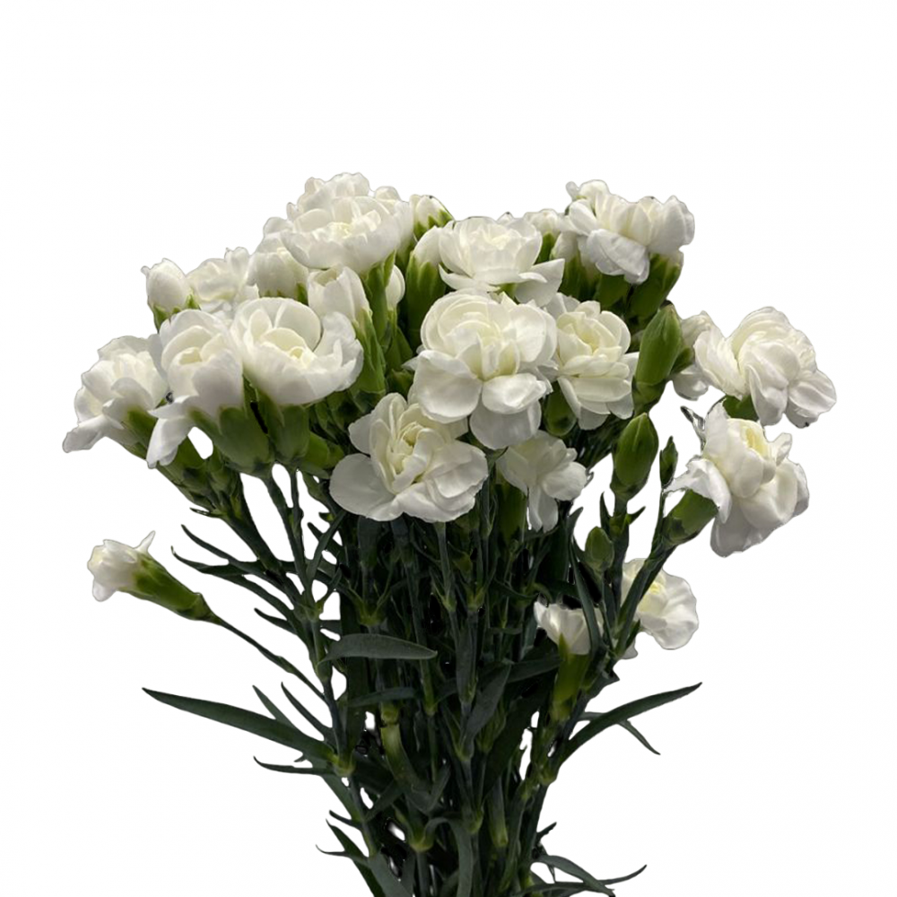 Spray Carnation Bianco white 65 A1 QUALIFERUS Russia buy wholesale on M-Flowers