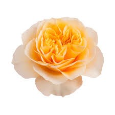 Rose KING CROSS orange 50 A1 Monterosas Ecuador купить оптом на M-Flowers