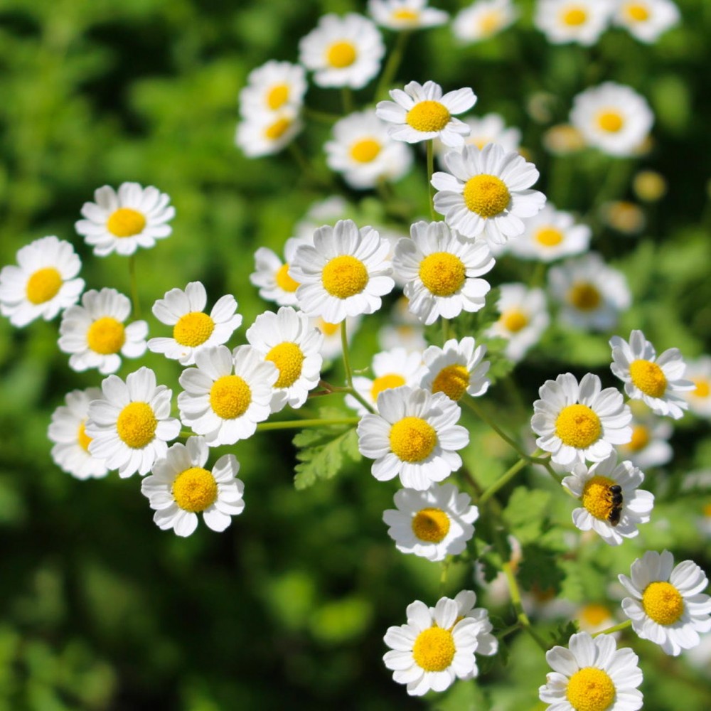 Standard Chrysanthemum FEVERFEW 70 A1 Much Flowers EC buy wholesale on M-Flowers