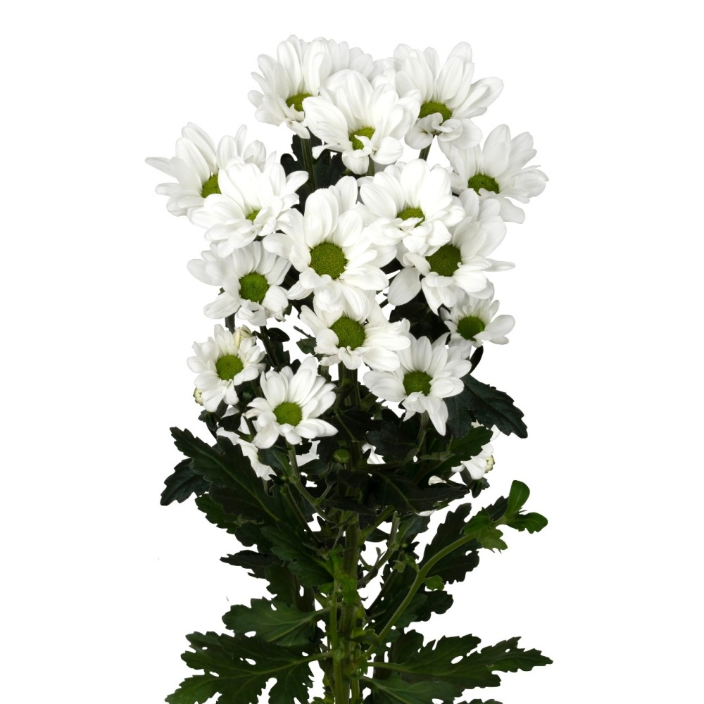 Chr t MEDUSA 70 A1 Zentoo NL buy wholesale on M-Flowers