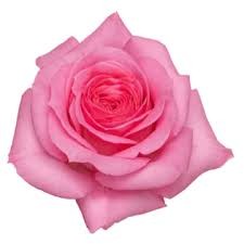 Rose NUAGE pink 70 A1 Rosas del Corazon Ecuador buy wholesale on M-Flowers