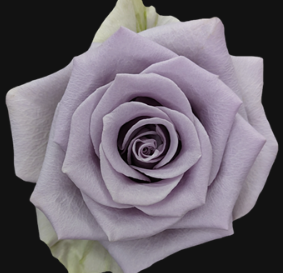 Rose Shocking Blue purple 80 A1  Ecuador buy wholesale on M-Flowers