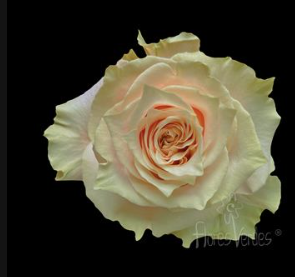 Rose CHAMPAGNER 50 A1 AZAYA GARDENS EC buy wholesale on M-Flowers