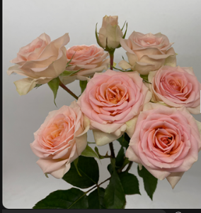 Spray roses Rosanela light-pink 40 A1 Spray roses Rosanela 40 A1 FLORES VERDES EC buy wholesale on M-Flowers