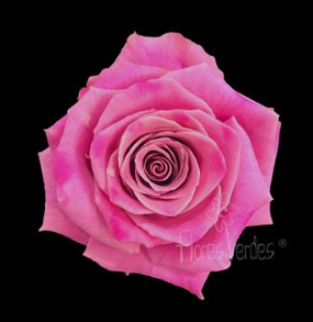 Rose Babbaloo pink 70 A1 Rosas del Corazon Ecuador buy wholesale on M-Flowers