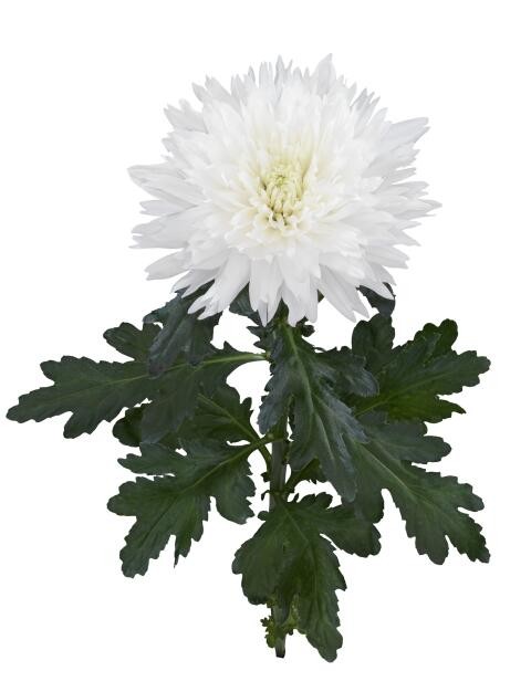 Chr G Undercover 70 A1 Vannova NL buy wholesale on M-Flowers