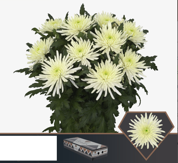 Chr G TOPSIN CREAM cream 70 A1 Vannova Netherlands купить оптом на M-Flowers