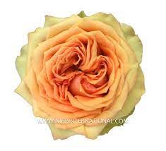 Rose tropic versilia orange 40 A1 EcoRoses Ecuador comprar al por mayor en M-Flowers