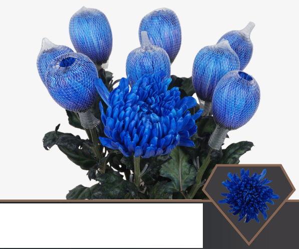 Chr G Antonov Blue blue 70 A1 Vannova Netherlands comprar al por mayor en M-Flowers