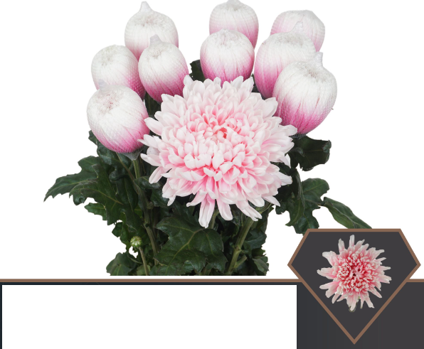 Chr G Antonov Soft Pink 70 A1 Vannova NL buy wholesale on M-Flowers