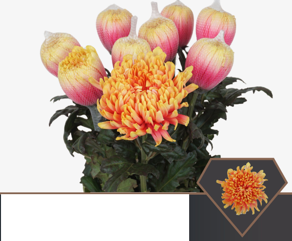 Chr G Antonov Sunset 70 A1 Vannova NL buy wholesale on M-Flowers