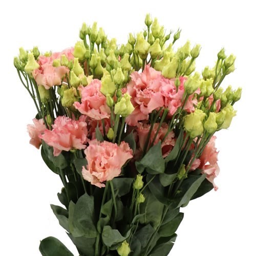 Eustoma Corelli Coral 72 A1 Lugt NL buy wholesale on M-Flowers