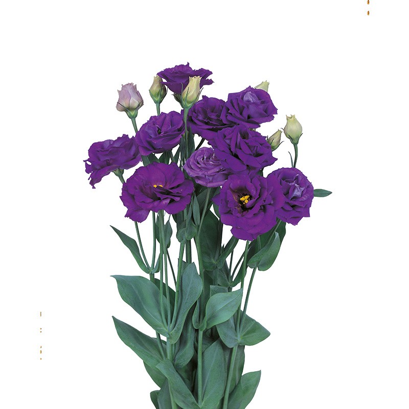 Eustoma Rosita Bright Blue 72 A1 Lugt NL buy wholesale on M-Flowers