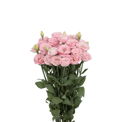 Eustoma Rosita Bright Pink 72 A1 Lugt NL buy wholesale on M-Flowers