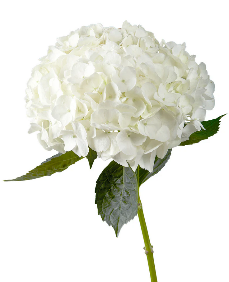 Hydrangea White white 70 A1 QUALIFERUS Russia buy wholesale on M-Flowers