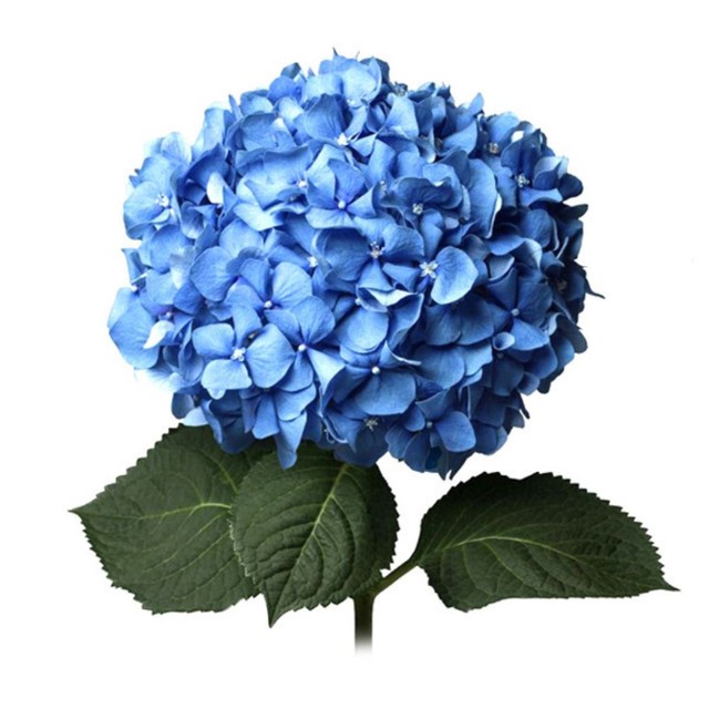 Hydrangea blue blue 70 A1 QUALIFERUS Russia buy wholesale on M-Flowers