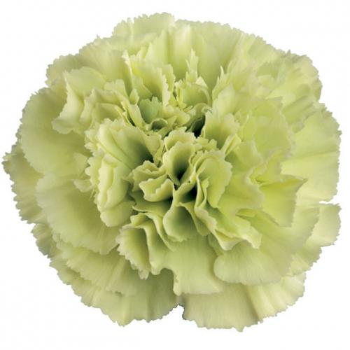 Carnation Prado Mint green 55 A1 FLAMINGO HORTICULTURE KENYA LTD Kenya купить оптом на M-Flowers