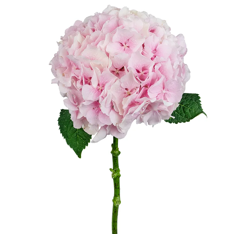 Hydrangea pink 70 A1 QUALIFERUS RU comprar al por mayor en M-Flowers