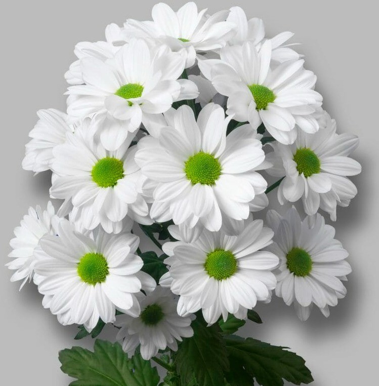 Chr t Mirana white 70 A1 Zentoo Netherlands buy wholesale on M-Flowers