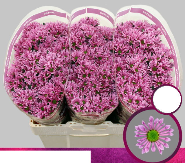 Chr San BLUFF 55 A1 Zentoo NL купить оптом на M-Flowers