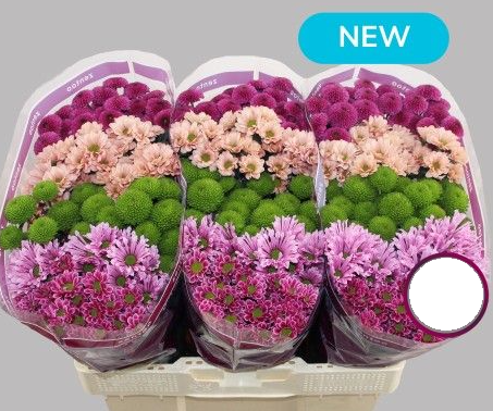 Chr San MIX HAPPY 55 A1 Zentoo NL buy wholesale on M-Flowers