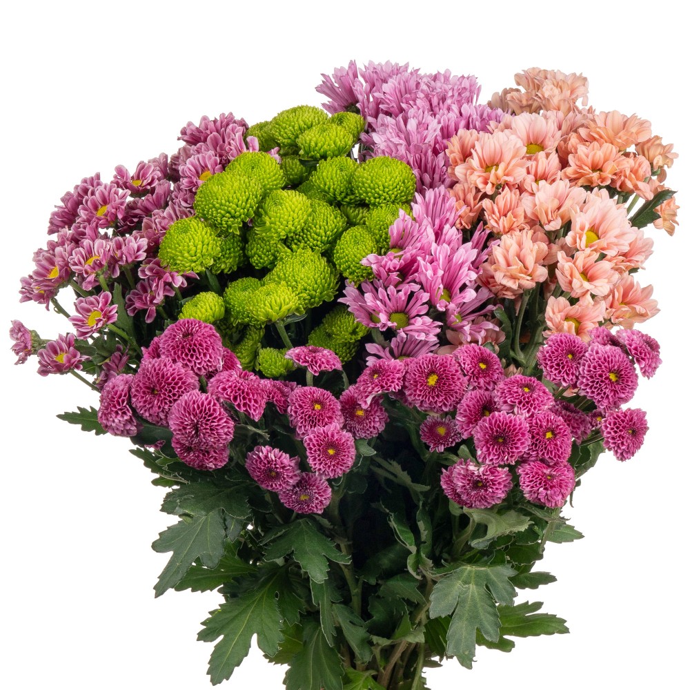 Chr San MIX HAPPY 55 A1 Zentoo NL buy wholesale on M-Flowers