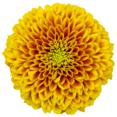 Chr G Tropicana yellow 70 A1 Decorum Netherlands купить оптом на M-Flowers