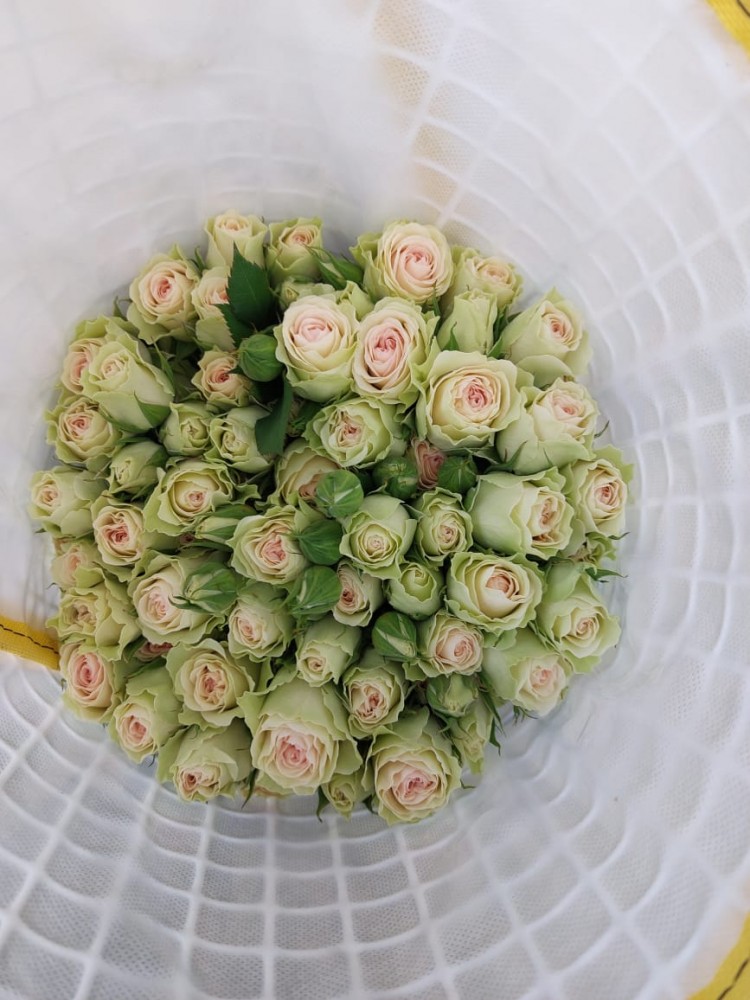 Spray roses FIBONACCI YANTRA 60 A1 Flower Village EC buy wholesale on M-Flowers