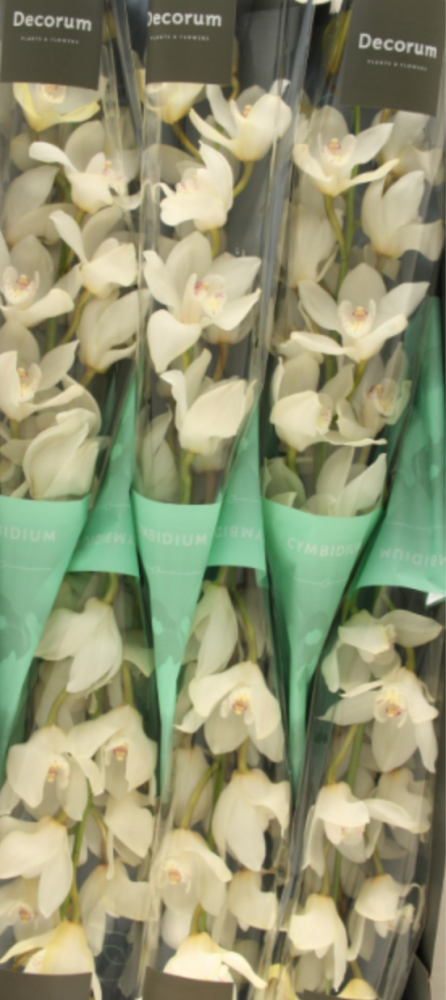 Cymb EARLY WHITE 80 A1 Decorum NL купить оптом на M-Flowers