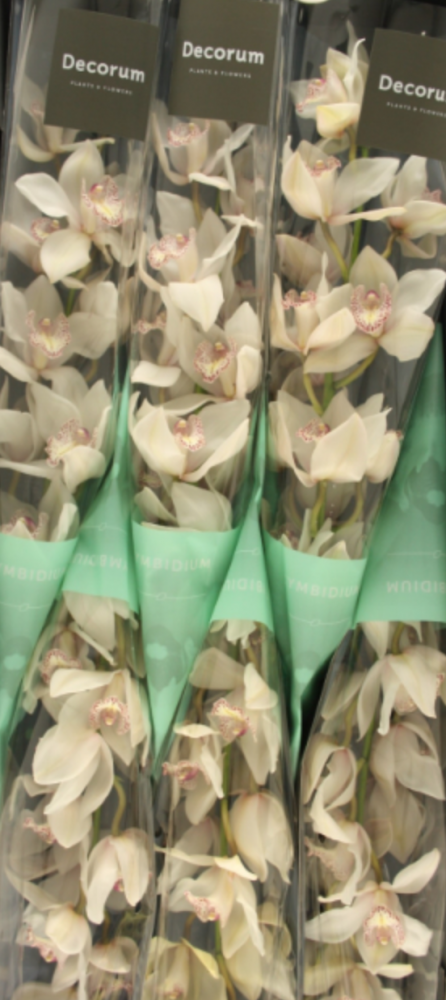 Cymb MRS SUGAR LEE white 60 A1 Decorum Netherlands buy wholesale on M-Flowers