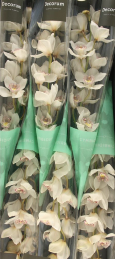 Cymb NO white 60 A1 Decorum Netherlands buy wholesale on M-Flowers