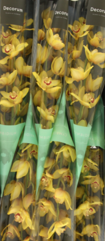 Cymb YELLOW CAB yellow 80 A1 Decorum Netherlands buy wholesale on M-Flowers