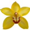 Cymb YELLOW CAB yellow 80 A1 Cymb YELLOW CAB 80 A1 Decorum NL buy wholesale on M-Flowers