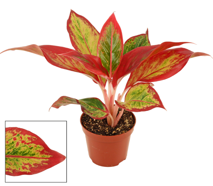 Plants Aglaonema Red Fire 9 cm (Decorum) 9 A1 Decorum NL comprar al por mayor en M-Flowers