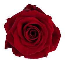 Rose Redvolution red 60 A1 Florecal Ecuador buy wholesale on M-Flowers