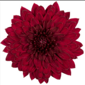 Chr G Monza 70 A1 Decorum NL comprar al por mayor en M-Flowers