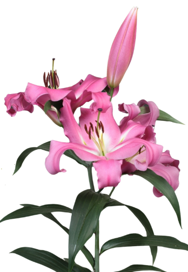 Li Ot BATAVIA 5+ pink 100 A1 Li Ot BATAVIA 5+ 100 A1 Decorum NL купить оптом на M-Flowers