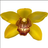 Cymb YELLOW MONICA 60 A1 Decorum NL comprar al por mayor en M-Flowers