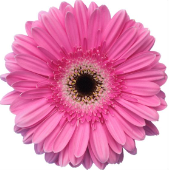 Ge Gr Dreamer pink 45 A1 Decorum Netherlands купить оптом на M-Flowers